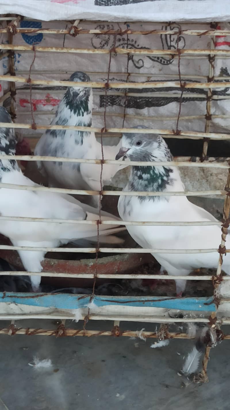 pigeon 3