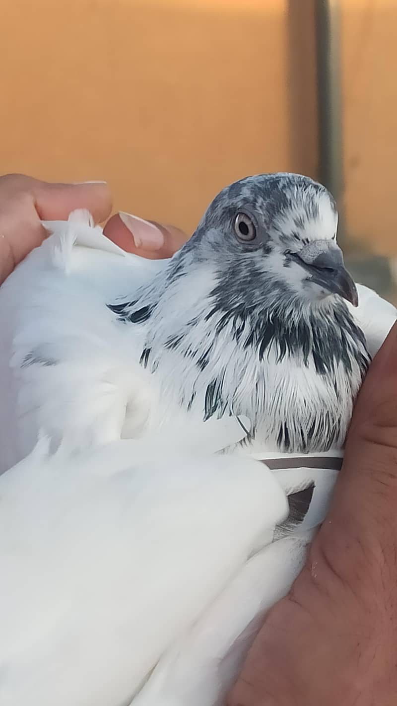pigeon 4