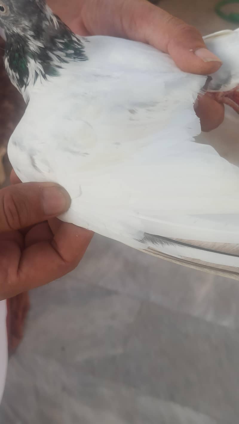 pigeon 5
