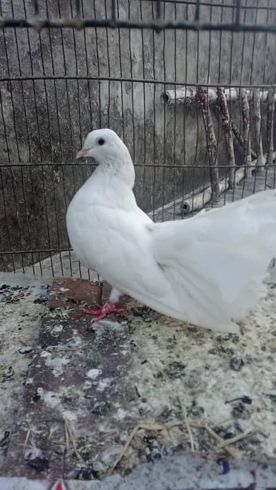 lucky pigeons