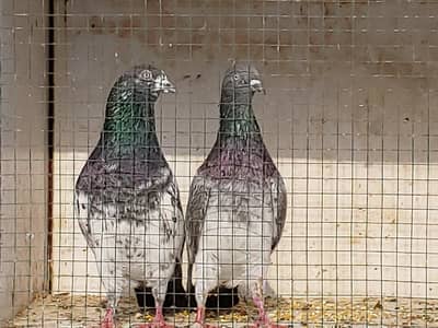 kasoori pair for sale
