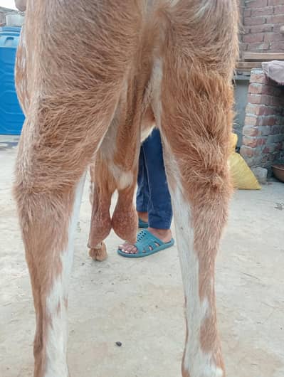 goat for sale urgent