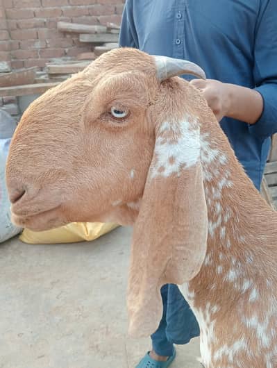 goat for sale urgent