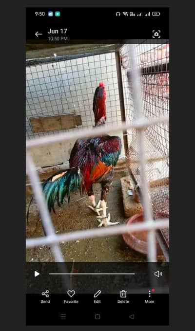health and active aseel murga for sell final price WhatsApp contact