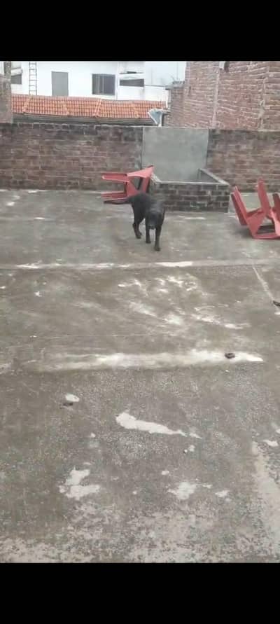 best dog