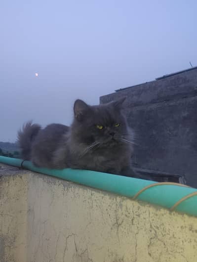 Ragdoll face cat one male and female child