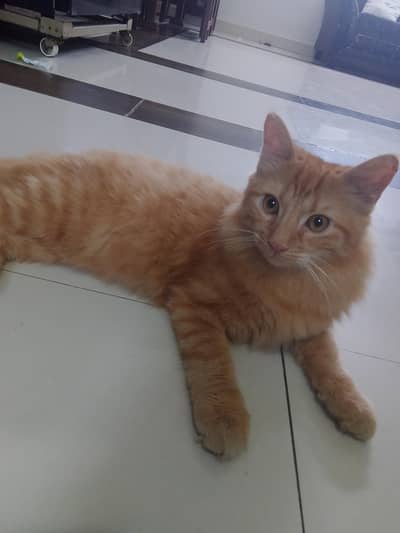 Pure Persian pair for sale. Litter  trained - Shah Faisal town
