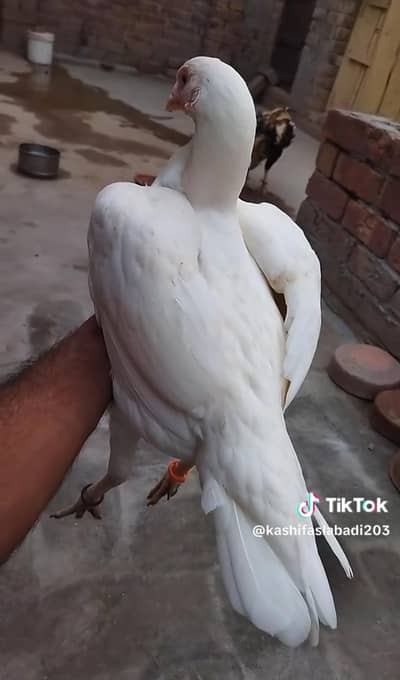 paper white Murgi for sale sale