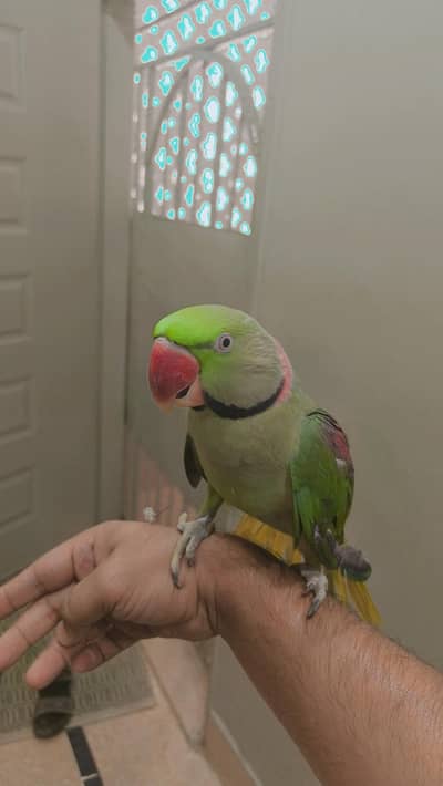 Kashmiri Raw parrot