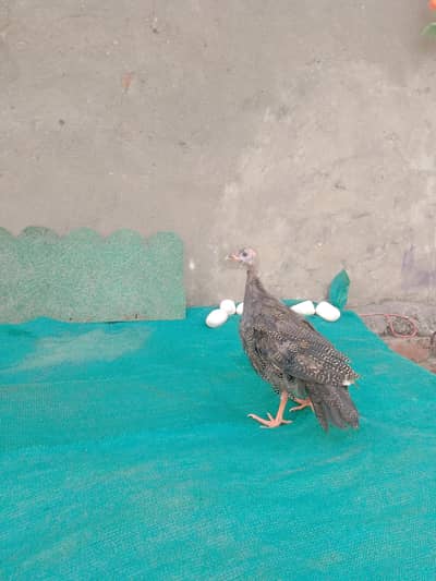 quinoa foul chicks for sale 1 male 2 female available