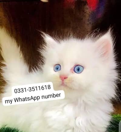 persian kitten for urgent sale