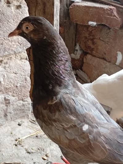 parwazi or joro wala kabootar for sale