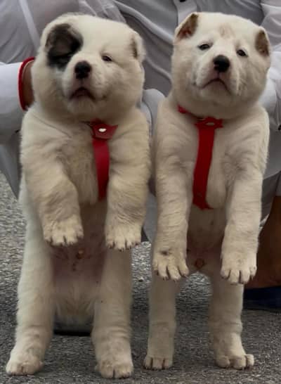 allabhBhai Jodi for sale ag 2 months