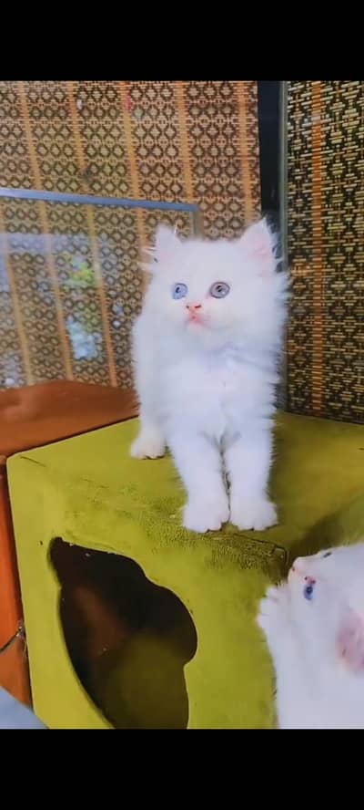 Persian cat for sale male or female vaccinated little train