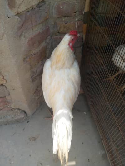 Heera Aseel for sale