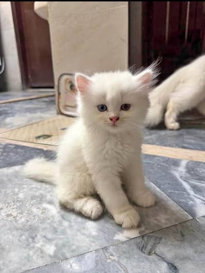 Triple Coated Kitten