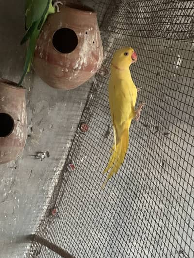 Yellow Male White Femle