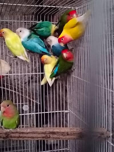 colour lovebirds breeder pairs available 2500