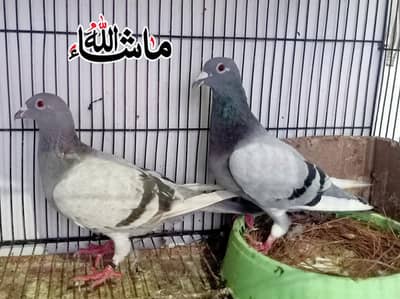 Qasad Breeder pair For sale