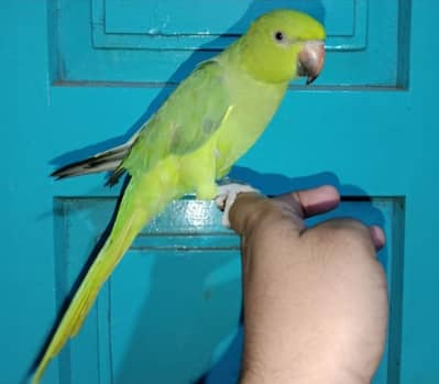 Hand tame 03244201064 whatsapp