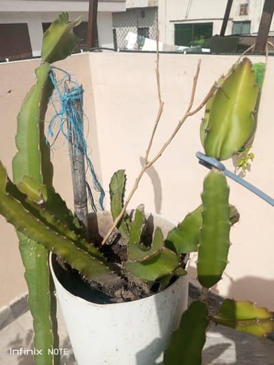 Healthy Dragon Fruit Plants for Sale