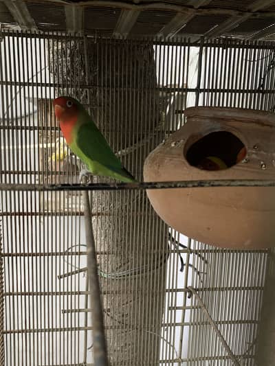 Luteno love birds pair and one green female