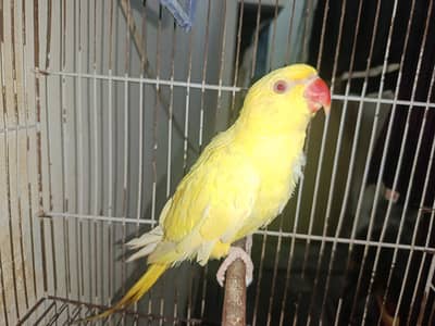sale sale