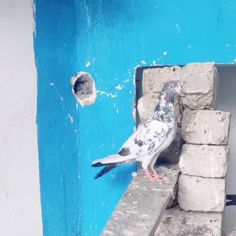 teddy 0