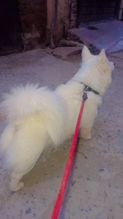 Russian dog for sale