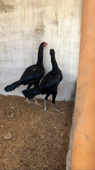 Aseel mushka pair