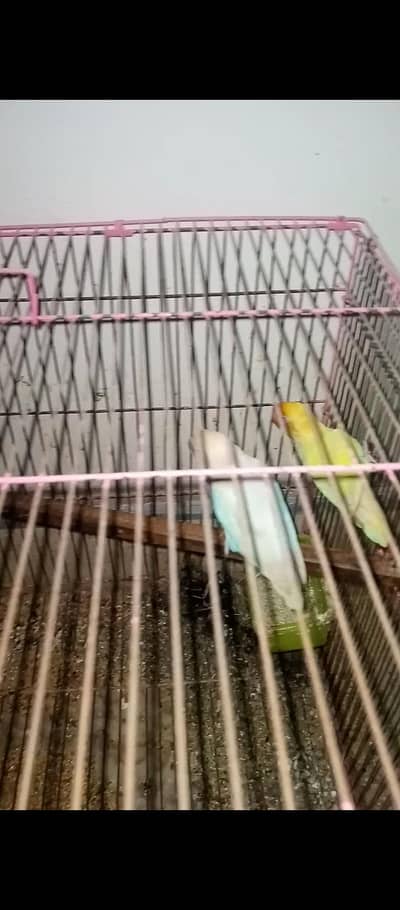 Albino red eys