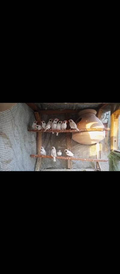 CCFWBC/White chick/ Finch / finches