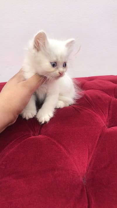 Persian double coated kittens for sale