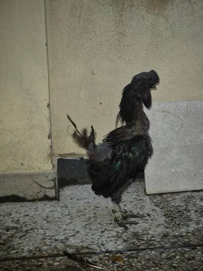 Ayam Cemani