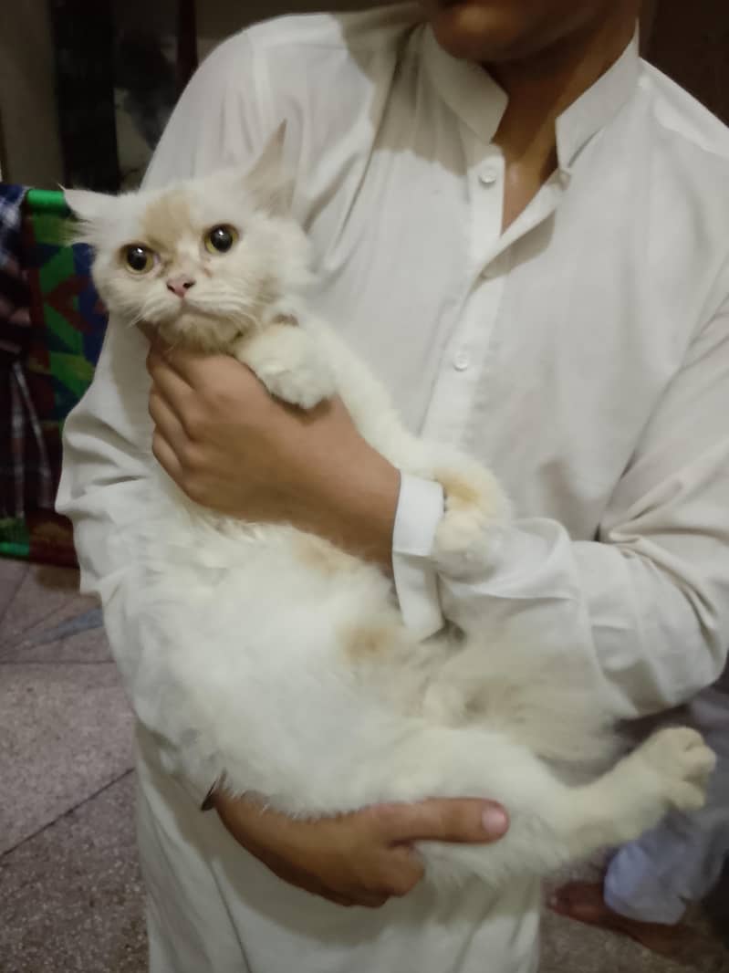 Persian cat 0