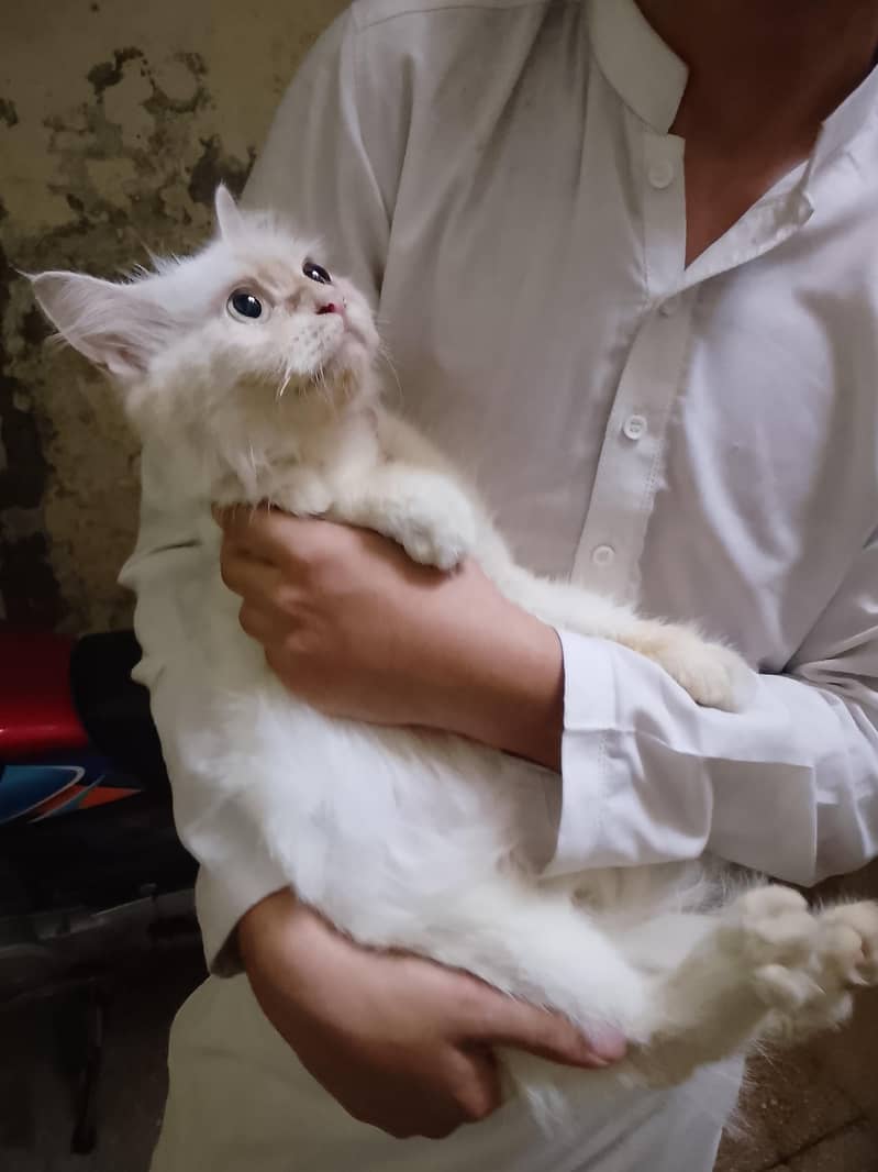 Persian cat 1