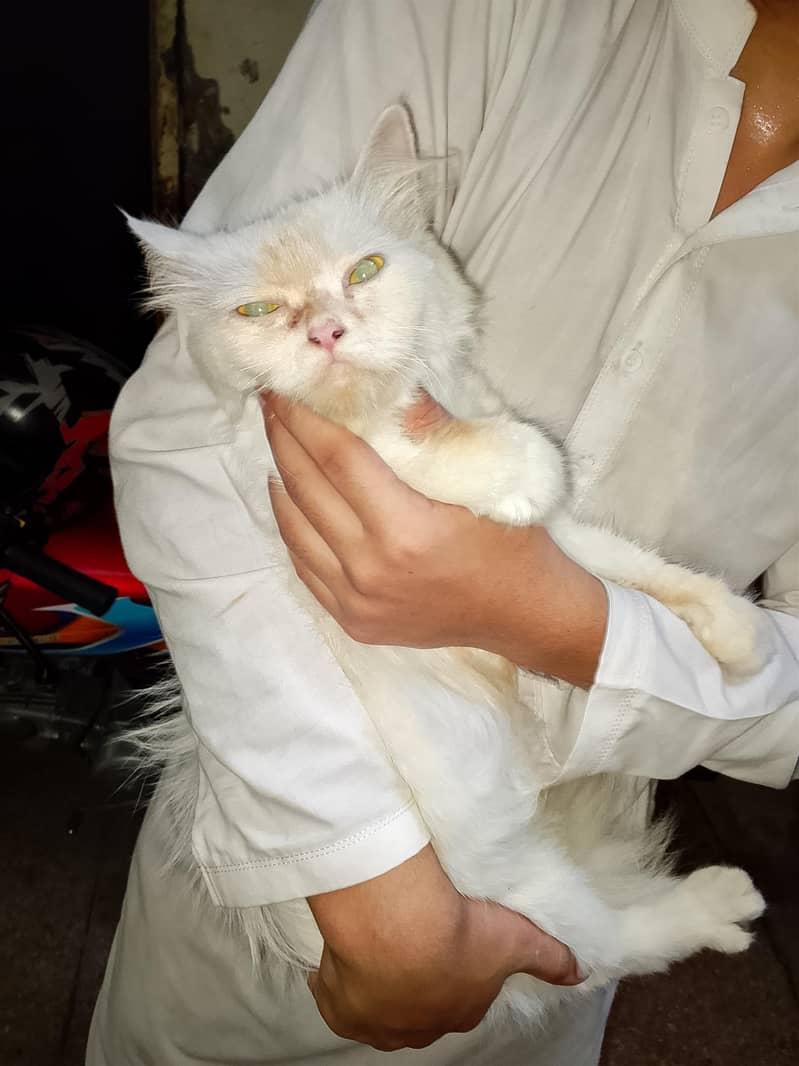 Persian cat 2