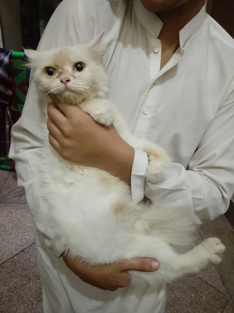 Persian cat 3