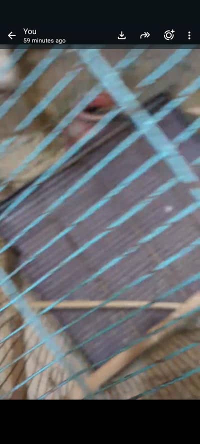 birds Cage