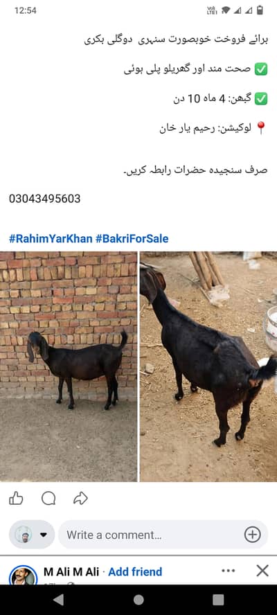 Gabbon Goat for sale
