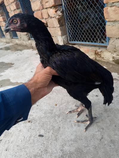 pure aseel jawa patha mushki madi  03175088407