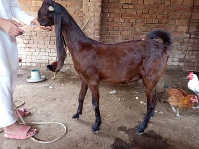 Pragnent bakri for sale WhatsApp number 03289986860