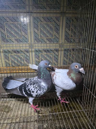 beautiful fancy pigeons for sale