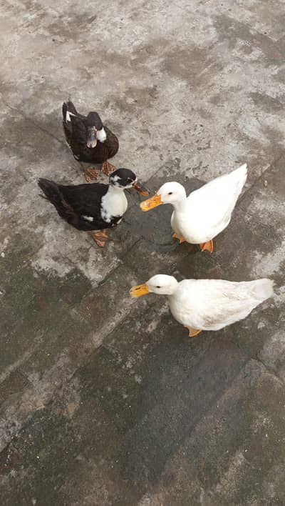 ducks