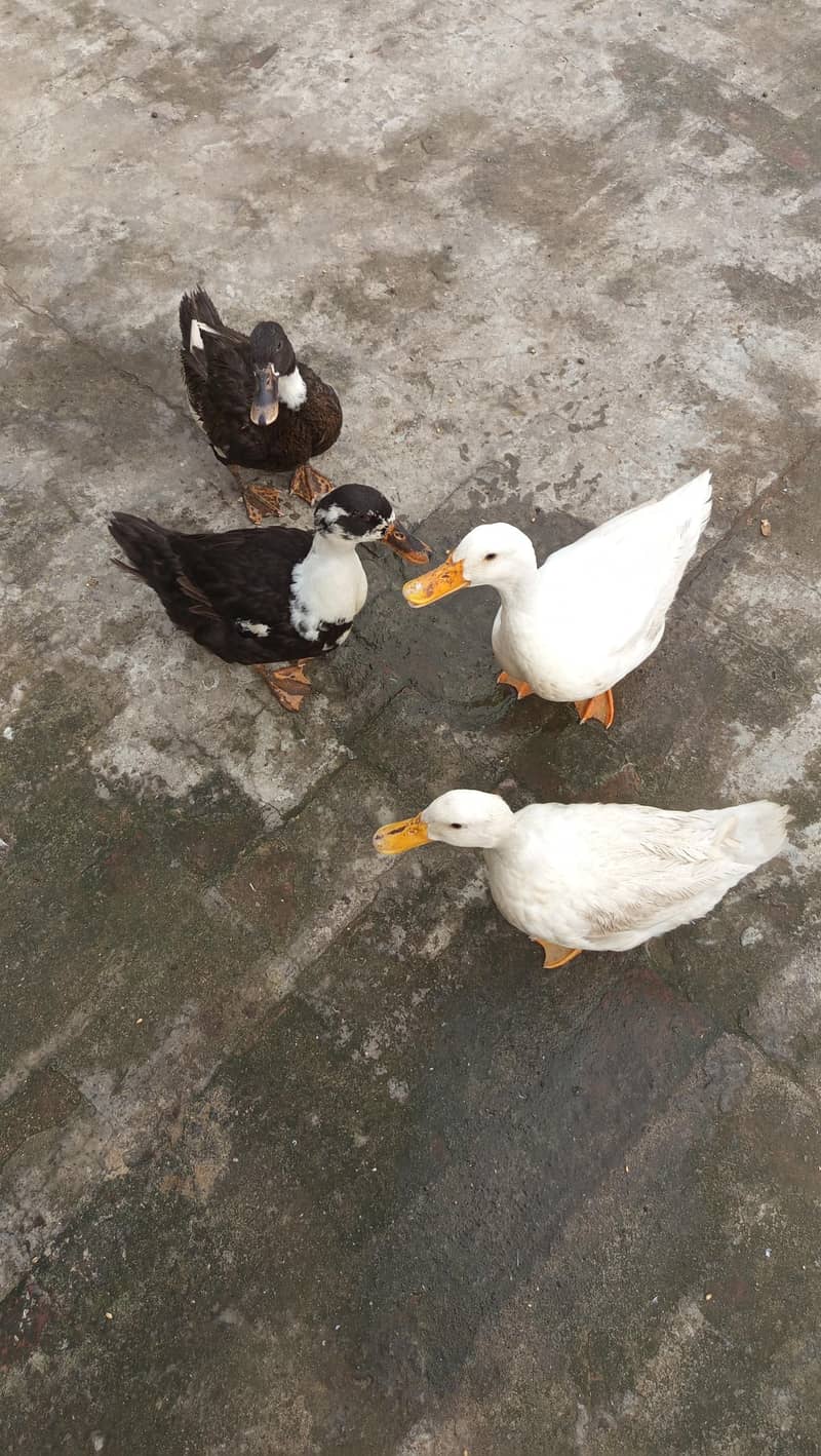 ducks 0