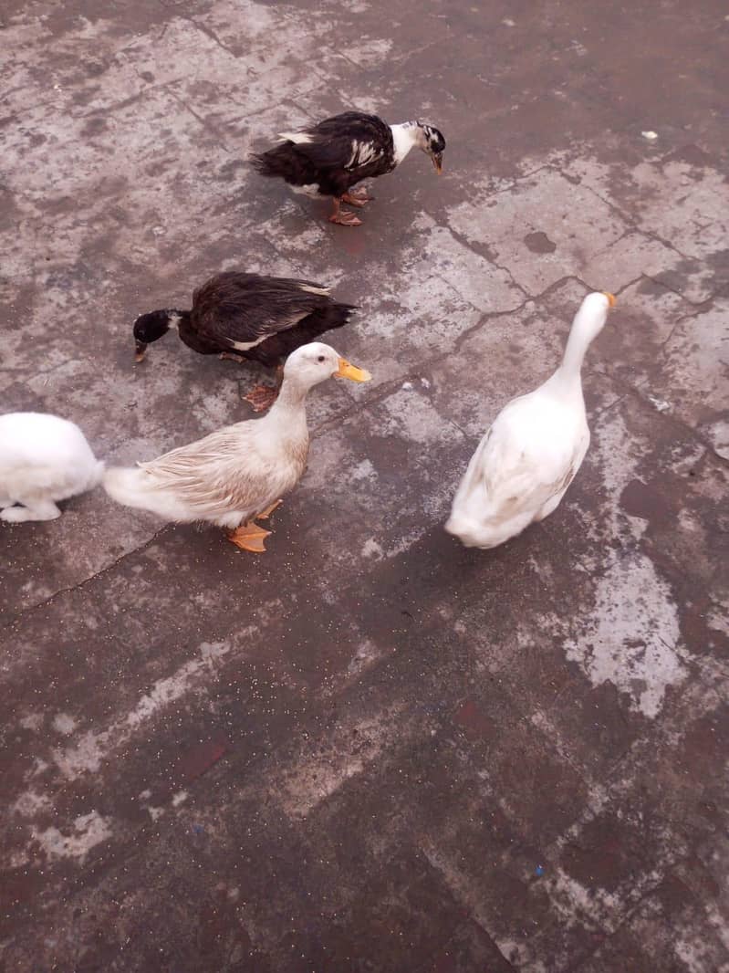 ducks 1