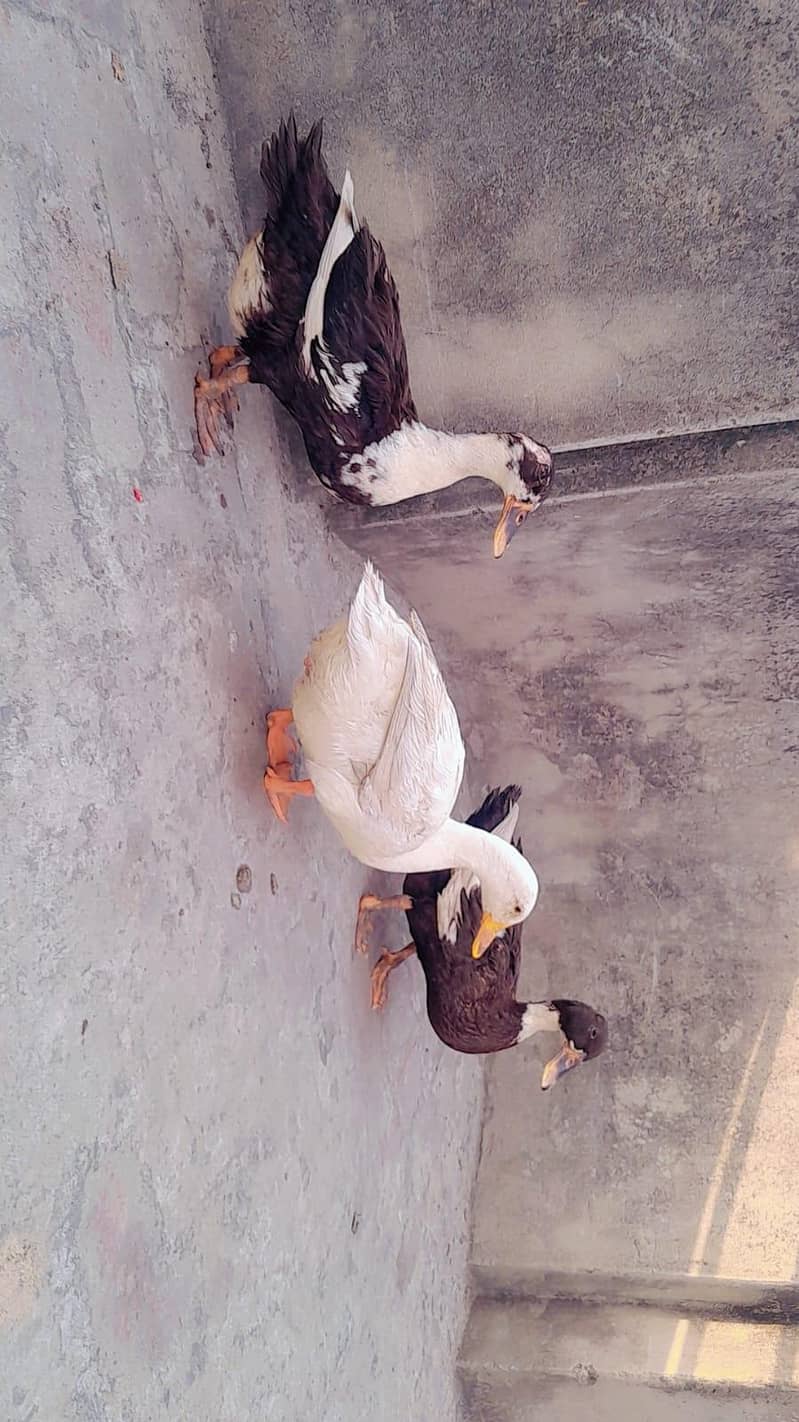 ducks 2