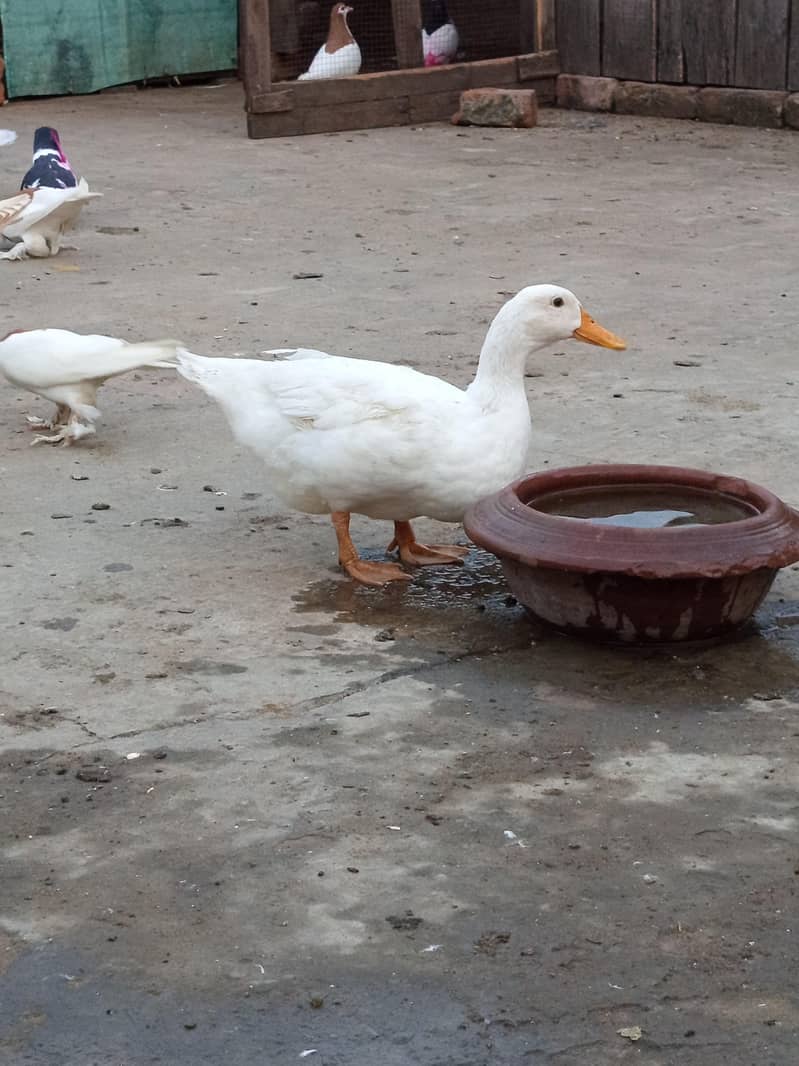 ducks 3
