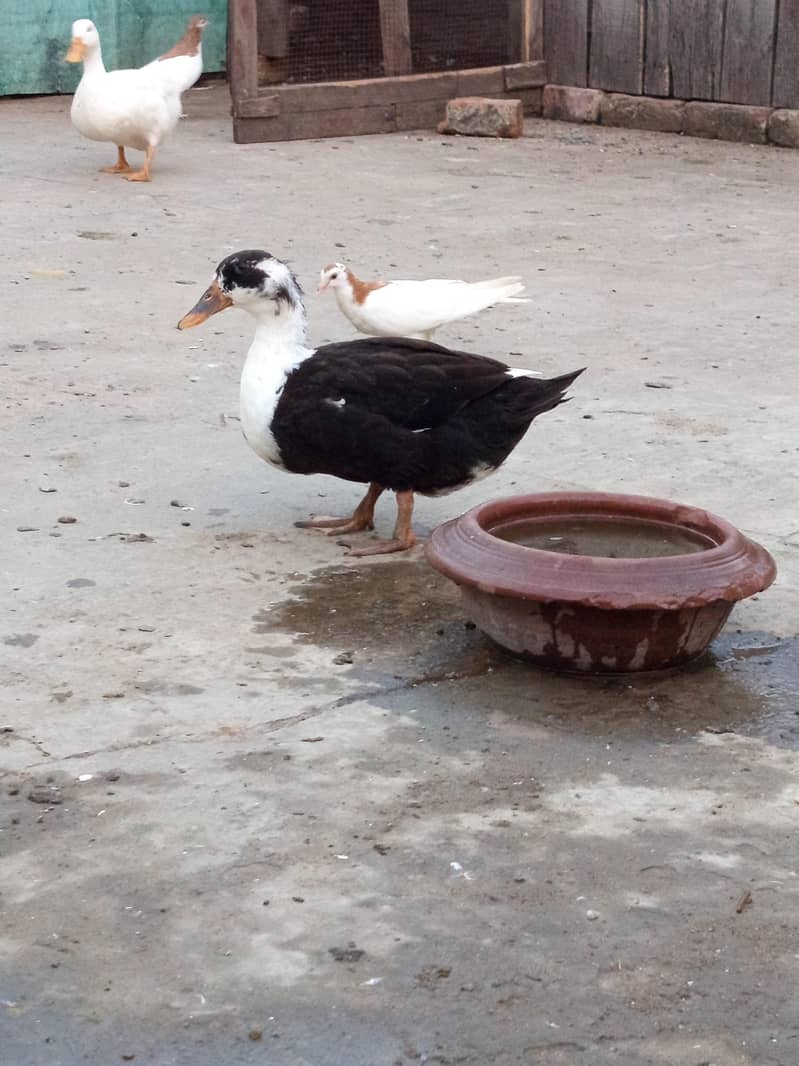 ducks 4