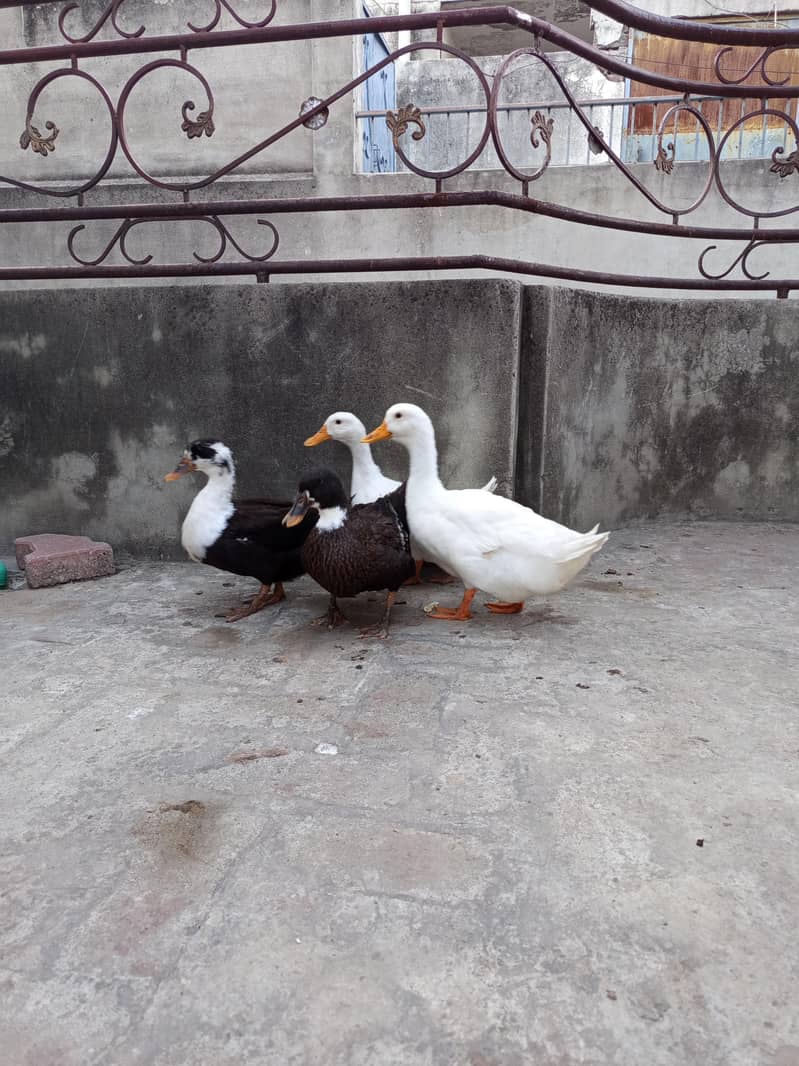 ducks 5